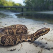 Moccasin Snake