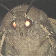 Moth Lamp