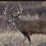 Shoot a Booner Buck