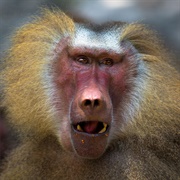 Baboon