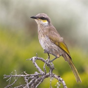 Honeyeater