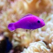 Orchid Dottyback