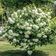 Snowball Bush