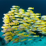 A School of Fish