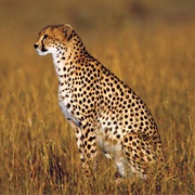 Cheetah