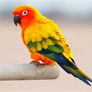 Sun Conure