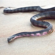 Hook-Nosed Sea Snake