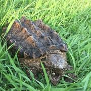 Snapping Turtle