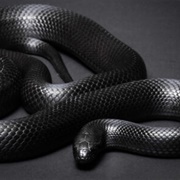 Mexican Black Kingsnake