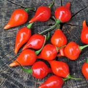 Sweet Drop Peppers