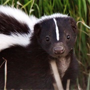 Striped Skunk