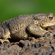 Common Toad