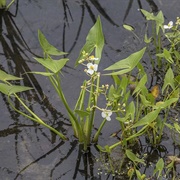 Arrowhead (Tuber)