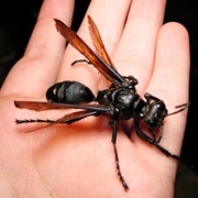 Tarantula Hawks