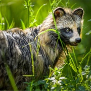 Raccoon Dog