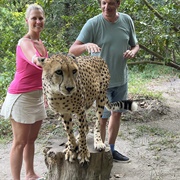 Touching a Cheetah