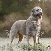 Irish Wolfhound