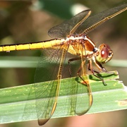 Needham&#39;s Skimmer