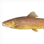 Brown Trout