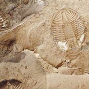 Fossil Sea