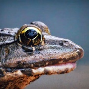 Oregon Spotted Frog