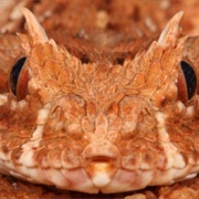 Horned Adder