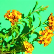 Yauhtli Mexican Marigold