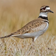 Killdeer