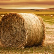 Hay