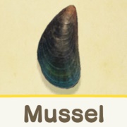 Mussel