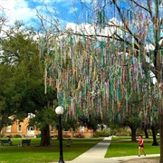 Tulane&#39;s Mardi Gras Bead Tree (Permanently Closed)