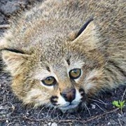 Pampas Cat