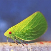 Planthopper