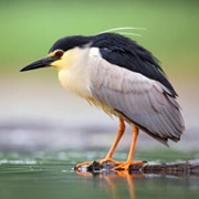 Night Heron