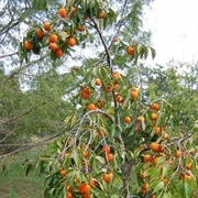 The Fruit Tree