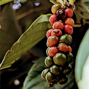 La Plantation Kampot