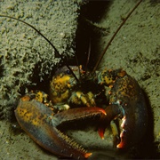 American Lobster