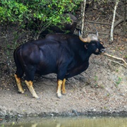 Gaur