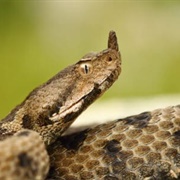 Nose-Horned Viper