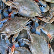 Blue Crab