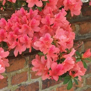 Azalea