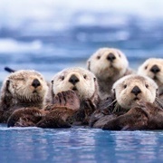 A Romp of Otters