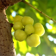 Otaheite Gooseberry Juice