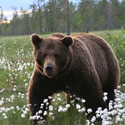 Wild Taiga, Finnland