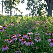 Smith Cemetery Prairie State Nature Preserve