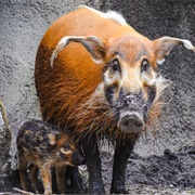 Red River Hog