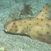 Horn Shark