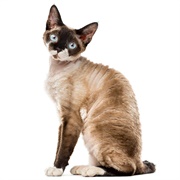 Touch a Devon Rex