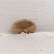 Ceiling Fungi