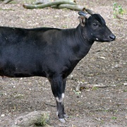 Anoa